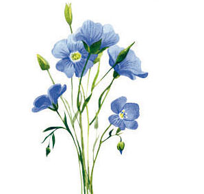 Flachs (Linum usitatissimum) – Wirkstoff des Physio Natura Bio Körperfangos