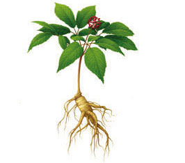 Ginseng (Panax Ginseng) – Wirkstoff der Physio Natura Bio Schönheitsmaske