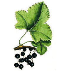 Johannisbeere (Ribes nigrum) – Wirkstoff der Physio Natura Bio Gesichtscreme