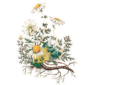 Echte Kamille (Chamomilla recutita) – Wirkstoff der Physio Natura Bio Reinigungsmilch