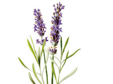 Lavendel (Lavandula angustifolia) – Wirkstoff der Physio Natura Bio Körpercreme