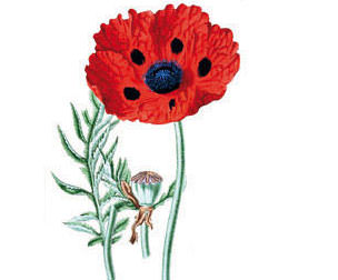 Mohn (Papaver rhoeas) – Wirkstoff des Physio Natura Bio Gesichts- und Körperpeelings