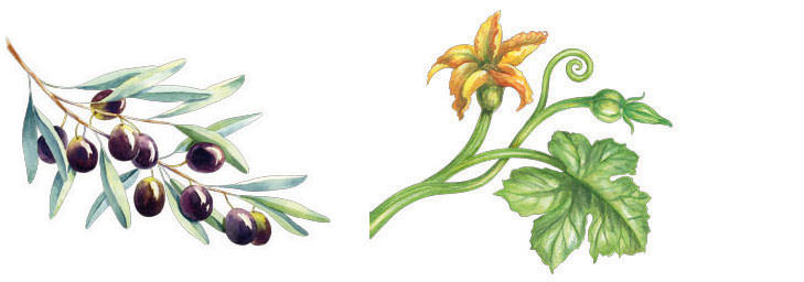 Olive und Kürbis – natürliche Wunderöle in Physio Natura Bio
