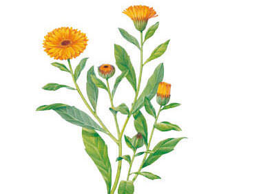Calendula/Ringelblume (Calendula officinalis) – Wirkstoff der Physio Natura Bio Tonic Lotion